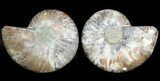 Sliced Fossil Ammonite Pair - Agatized #45498-1